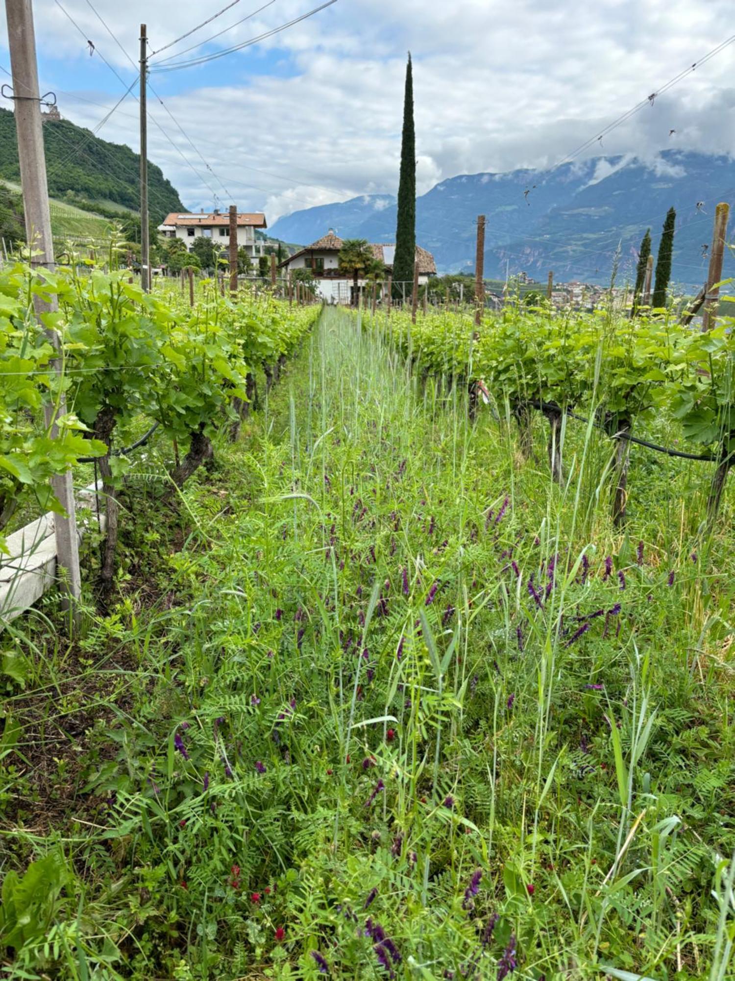 Gfillhof Ferienwohnung 3 Appiano Sulla Strada Del Vino Extérieur photo